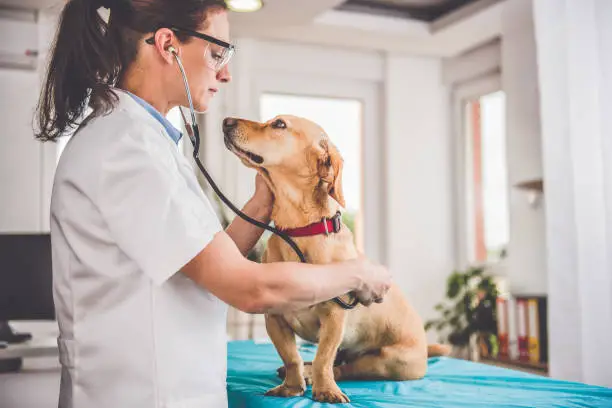 50 Careers Related to a Veterinarian